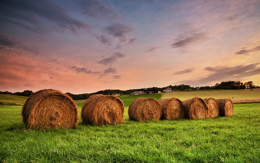 Line Of Hay Bales At Sunset Photograph by Verity E. Milligan