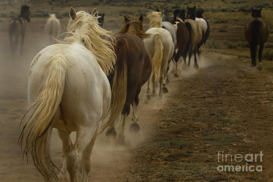 Line Of Mares Photograph by J L Woody Wooden