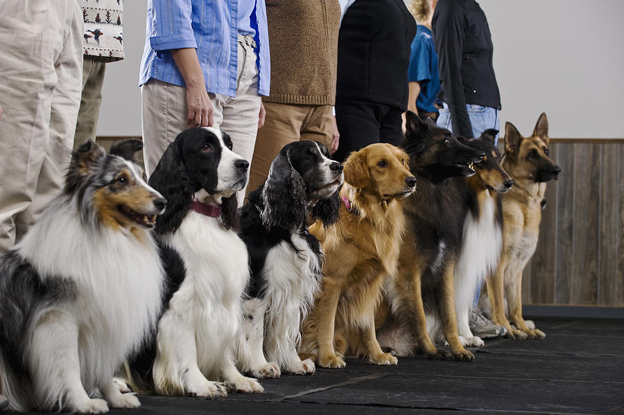 Line of purebred dogs in obiedience class Photograph by Apple Tree House