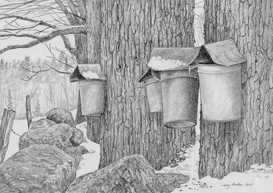 Line of Sap Buckets Drawing by Harry Moulton