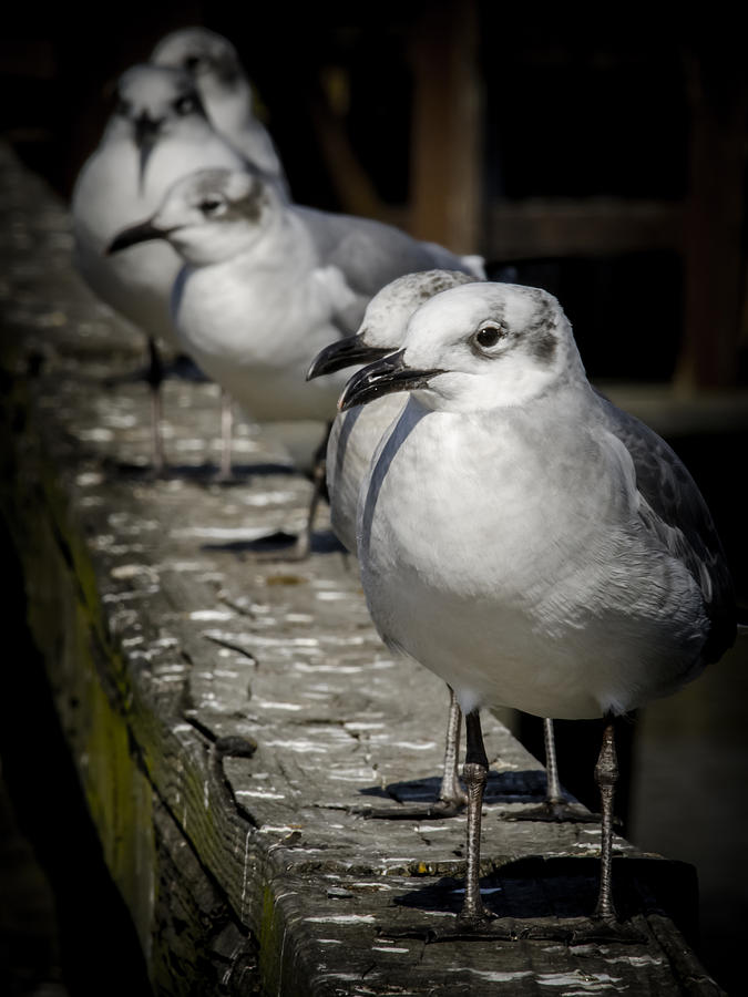 Bird Photograph - Line of Seagulls by Renee Barnes