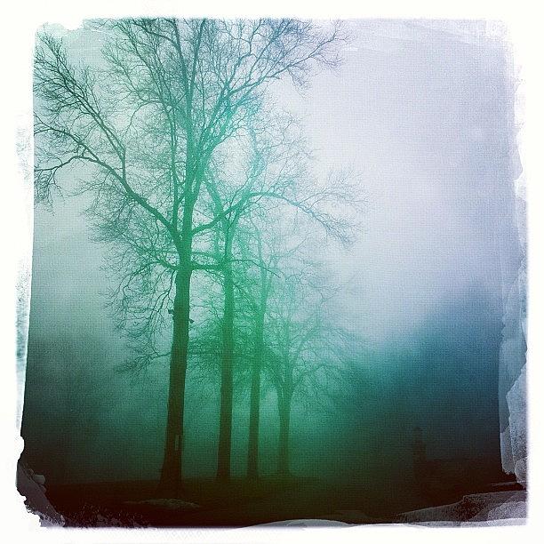 Hipstamatic Photograph - Line Of Trees #hipstamatic by Mary Ann Reilly
