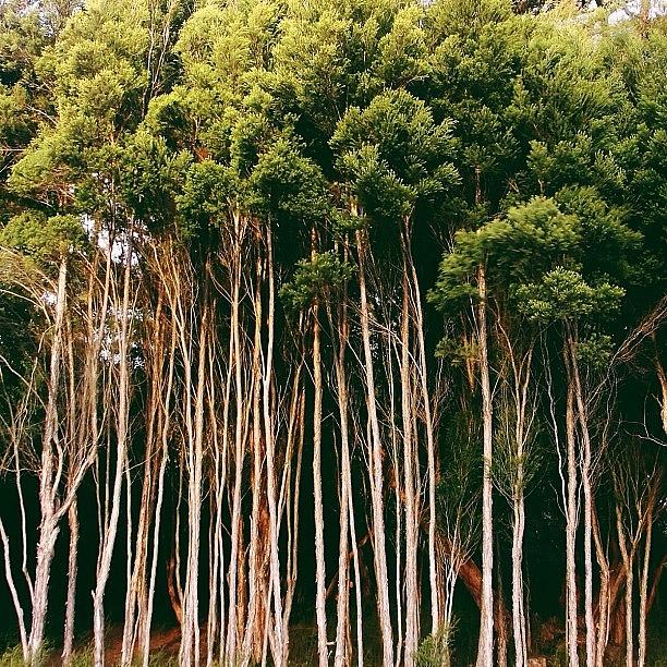 Nature Photograph - Line Of Trees In Golden Gate Park by Karen Winokan