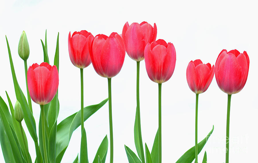 Flower Photograph - Line of Tulips by Steve Augustin