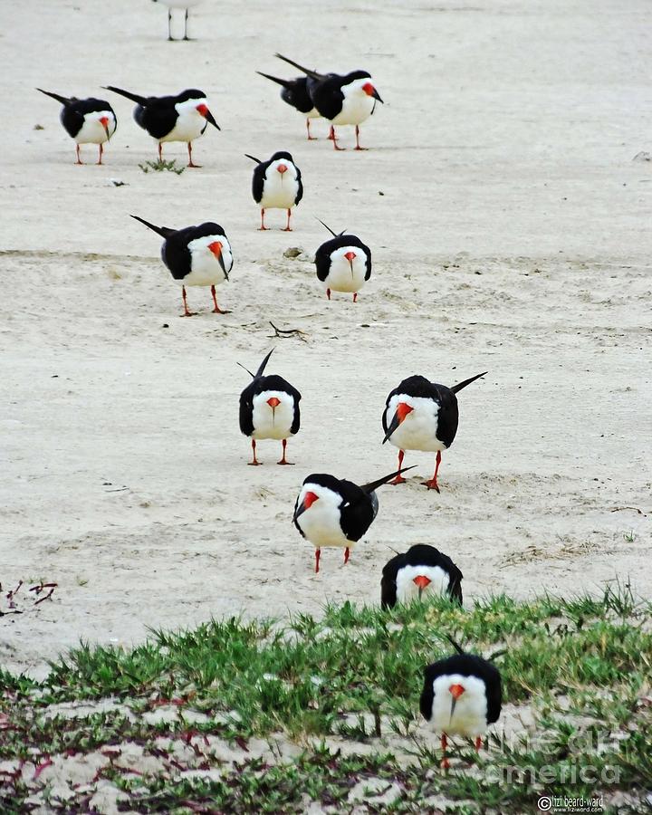 Line Up Black Skimmers  Photograph by Lizi Beard-Ward