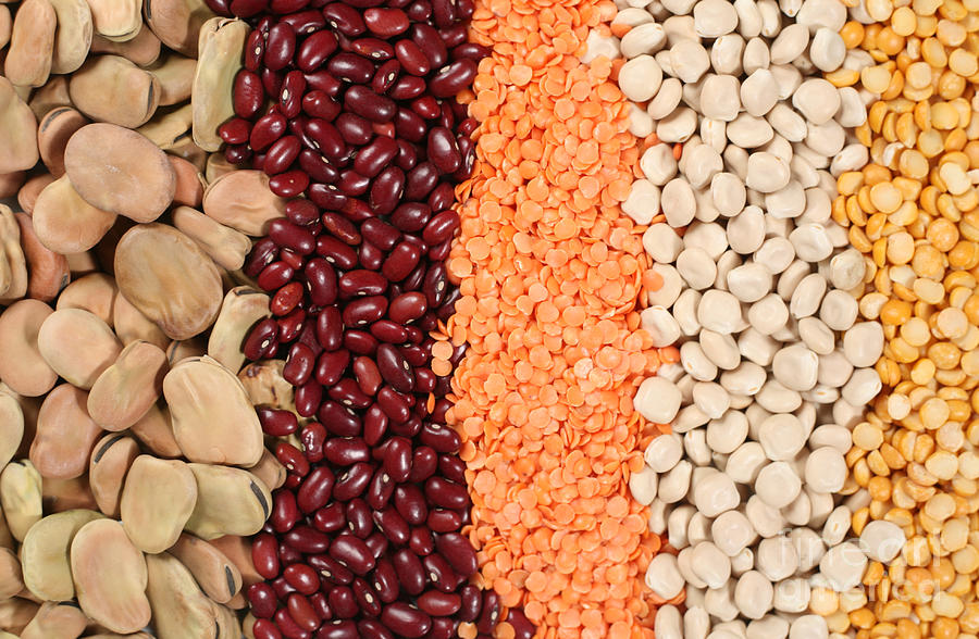 Line-up of pulses Photograph by Paul Cowan
