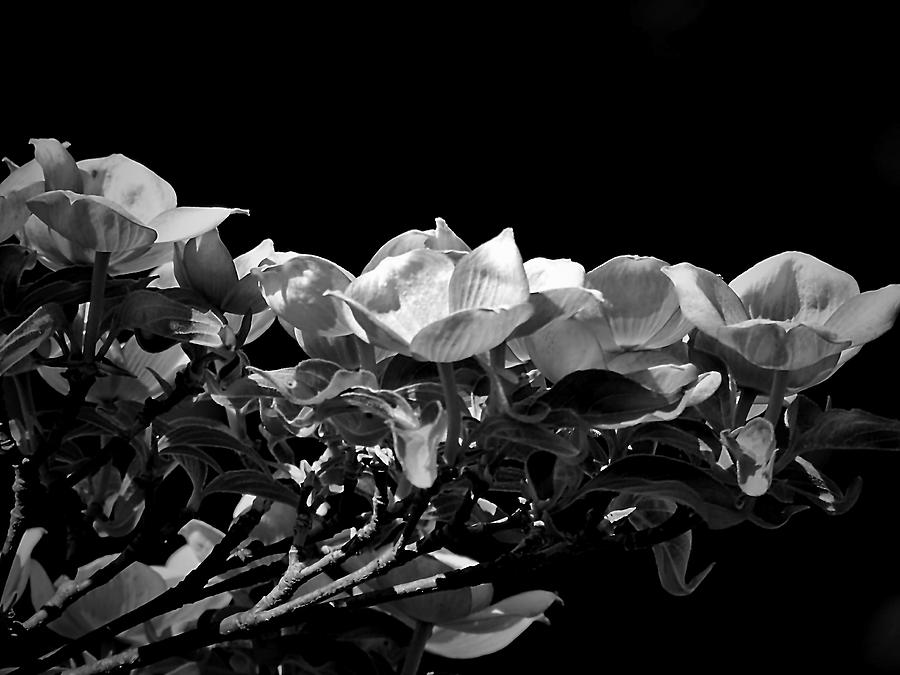 Flower Photograph - Linear Dogwood  by Beth Akerman