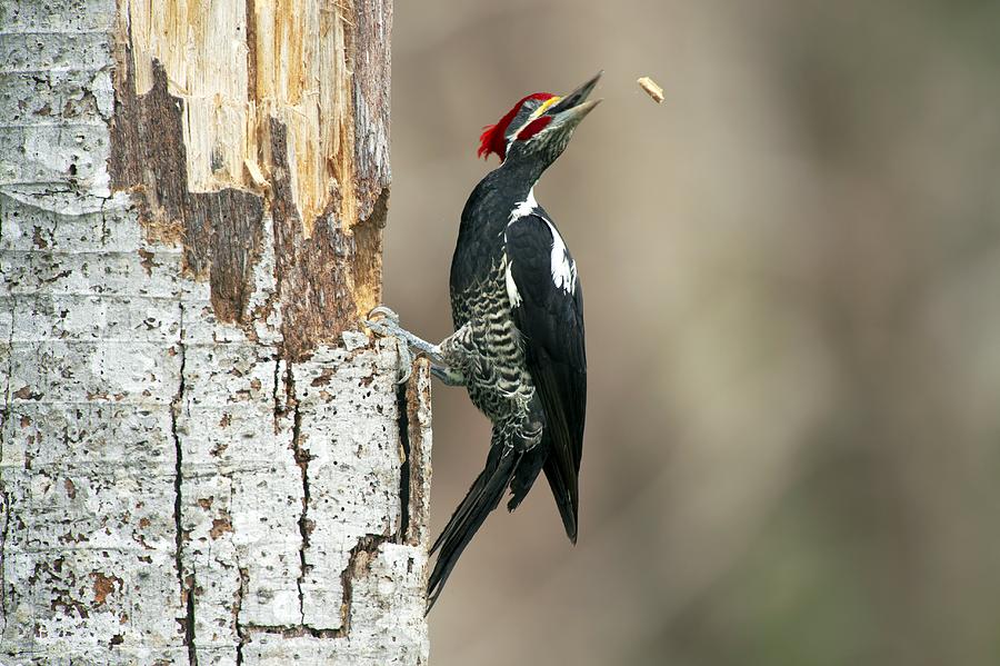 Lineated woodpecker nesting Photograph by Science Photo Library - Pixels