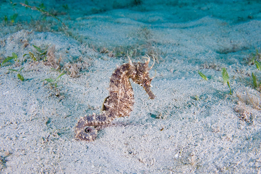 Lined Seahorse Photograph by Andrew J. Martinez