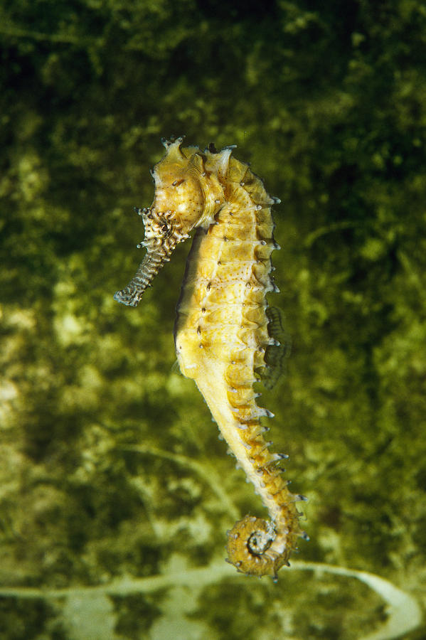 Lined Seahorse Photograph by Millard H. Sharp
