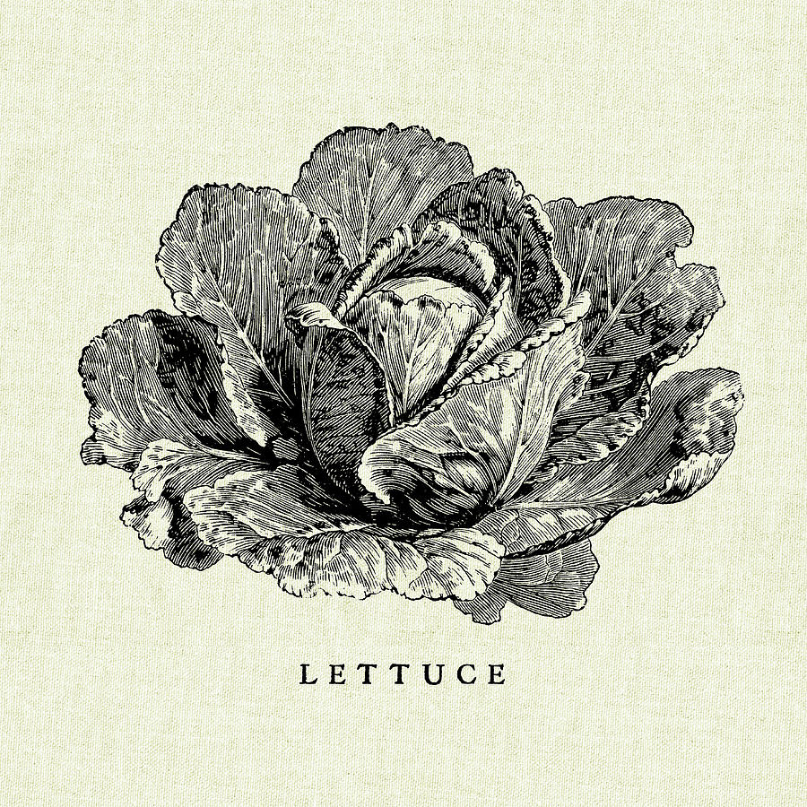 Cabbage Painting - Linen Vegetable Bw Sketch Lettuce by Studio Mousseau