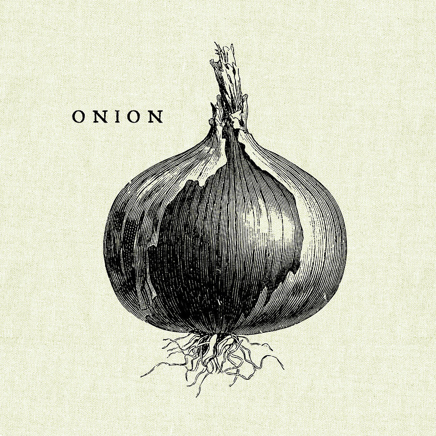 Onion Painting - Linen Vegetable Bw Sketch Onion by Studio Mousseau