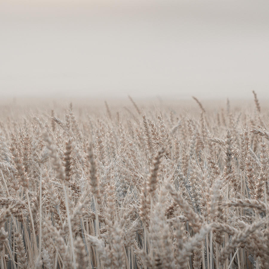 Misty morning over cornfield Photograph by Aldona Pivoriene