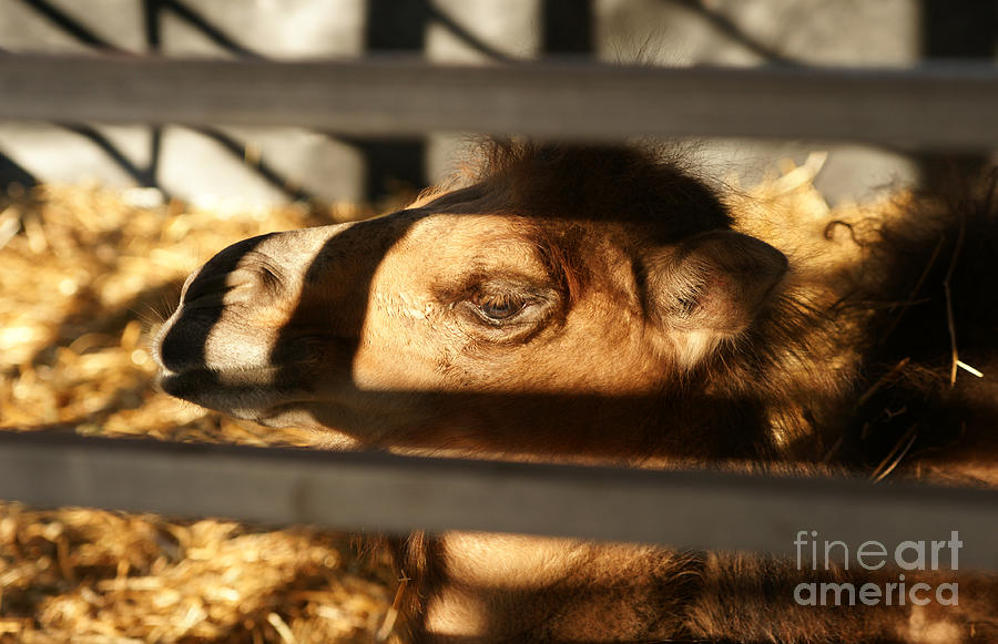 Camel Photograph - Lines And Shadows by Linda Shafer