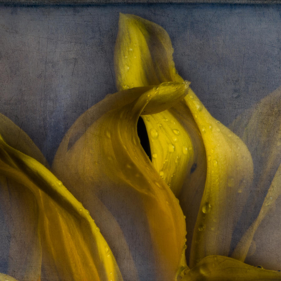 Yellow Flowers Photograph - Lines and Textures by Frank Kendralla
