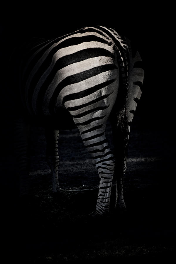 Lines Of a Zebra Photograph by Karol Livote