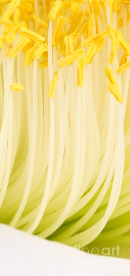 Floral Lines Of Yellow And White Photograph