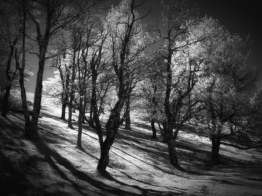 Lingering Shadows Photograph by Dan Carmichael Lingering Shadows Photograph by Dan Carmichael