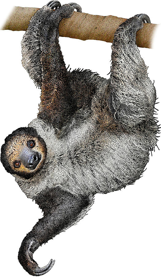 Linnaeuss Two-toed Sloth, Illustration Photograph by Roger Hall