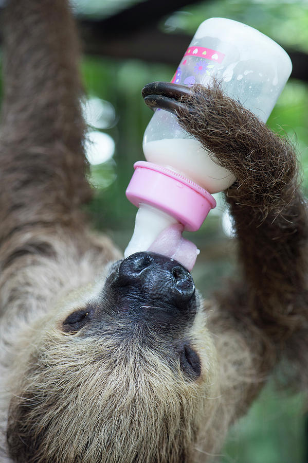 Linnaeuss Two-toed Sloth Photograph by Louise Murray/science Photo Library