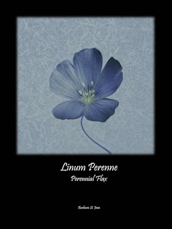 Linum perenne wildflower BC poster 2 Digital Art by Barbara St Jean