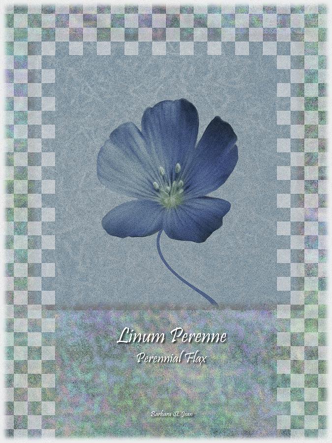 Linum perenne wildflower BC poster 3 Digital Art by Barbara St Jean