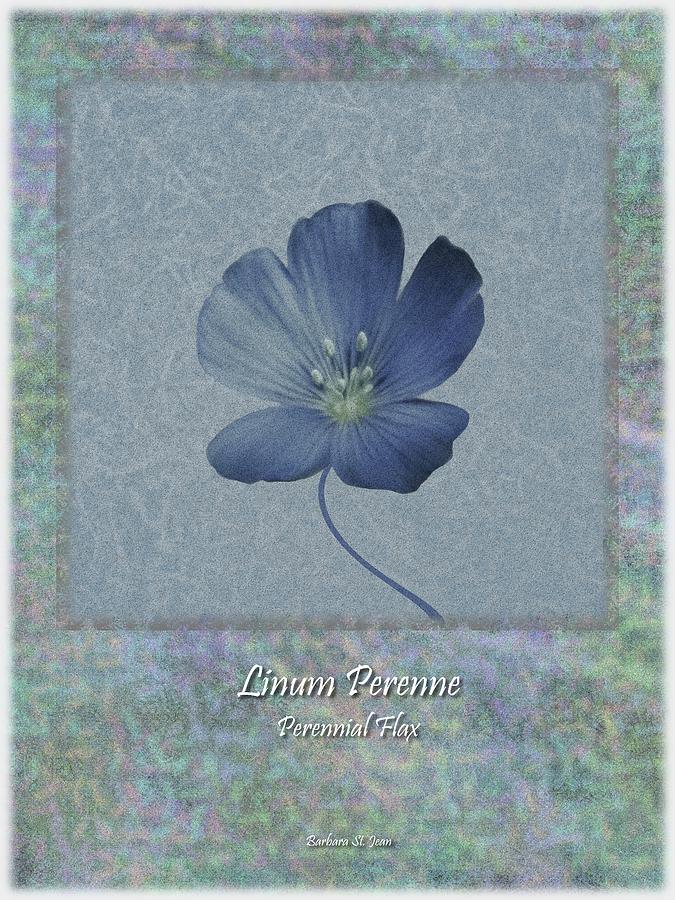 Linum perenne wildflower BC poster 4 Digital Art by Barbara St Jean