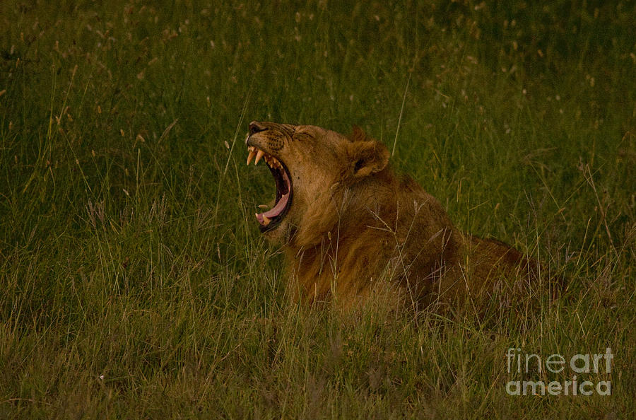 Lion   #1050 Photograph by J L Woody Wooden