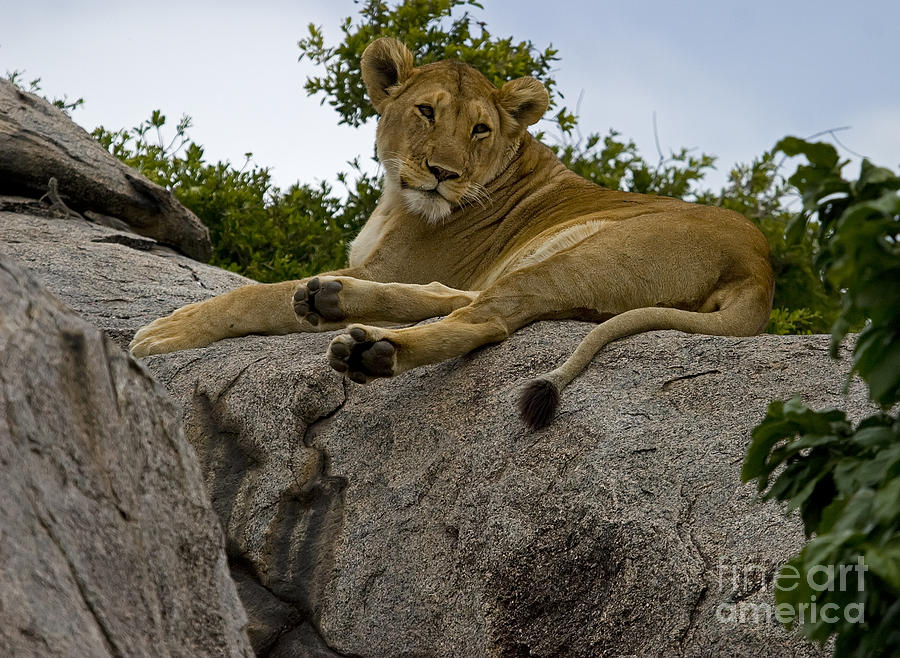 Lion   #1646 Photograph by J L Woody Wooden