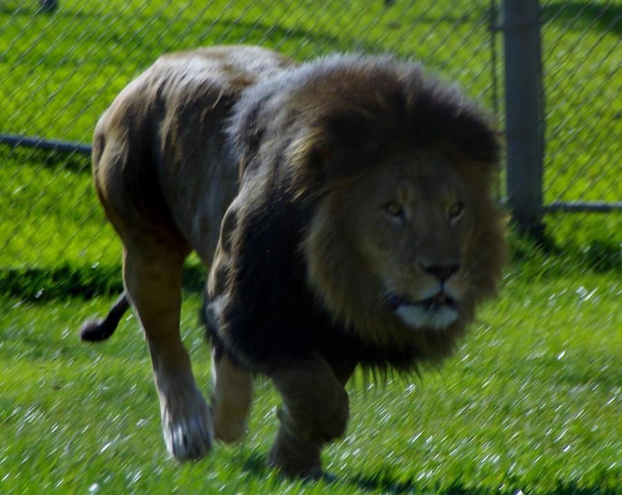 Lion 4 Photograph by Phyllis Spoor