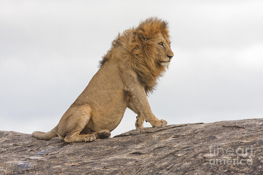 Lion 5 Photograph by Eyal Bartov