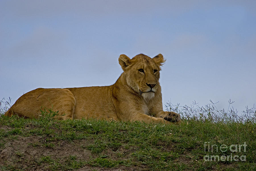 Lion   #9645 Photograph by J L Woody Wooden