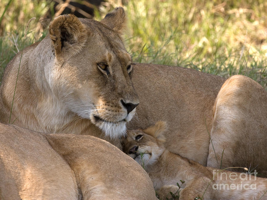 Lion and Cub Photograph by Chris Scroggins