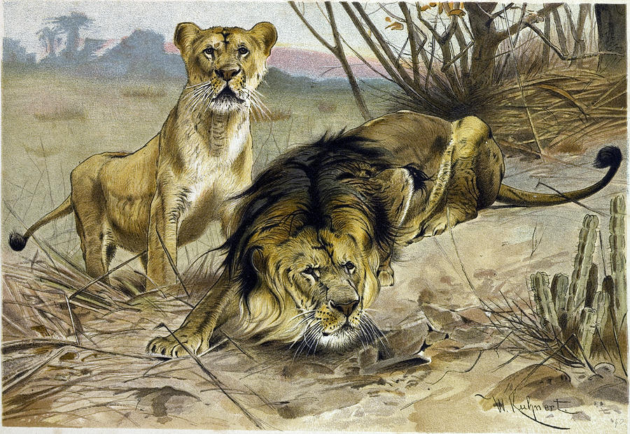 Vintage Drawing - Lion And Lioness by English School