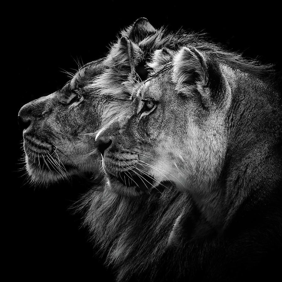 Lion Photograph - Lion And  Lioness Portrait by Laurent Lothare Dambreville