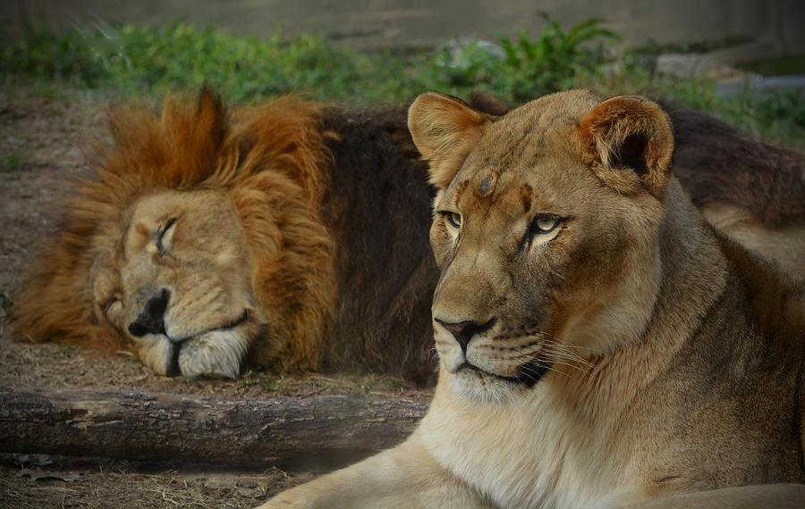Lion and Lioness Photograph by Savannah Gibbs
