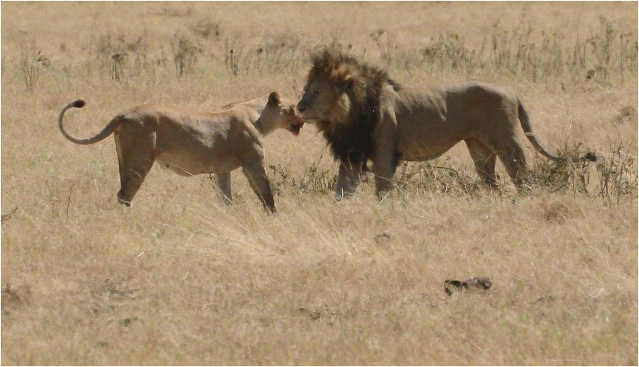 Lion and Lioness Share a Moment, After The Kill Photograph by Tom Wurl