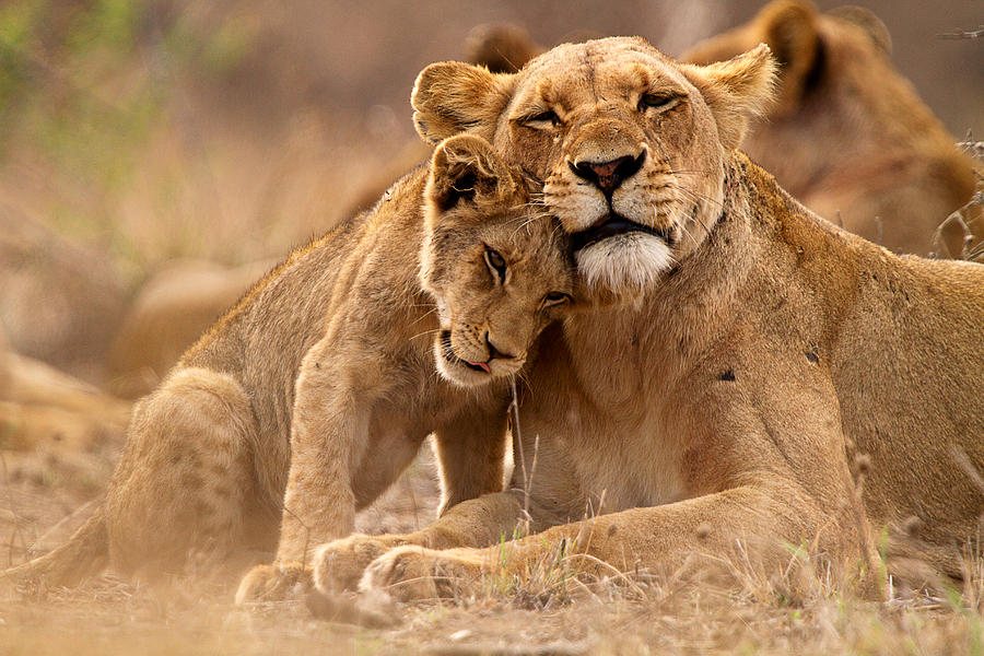 Lion and lioness Photograph by Thomas Retterath