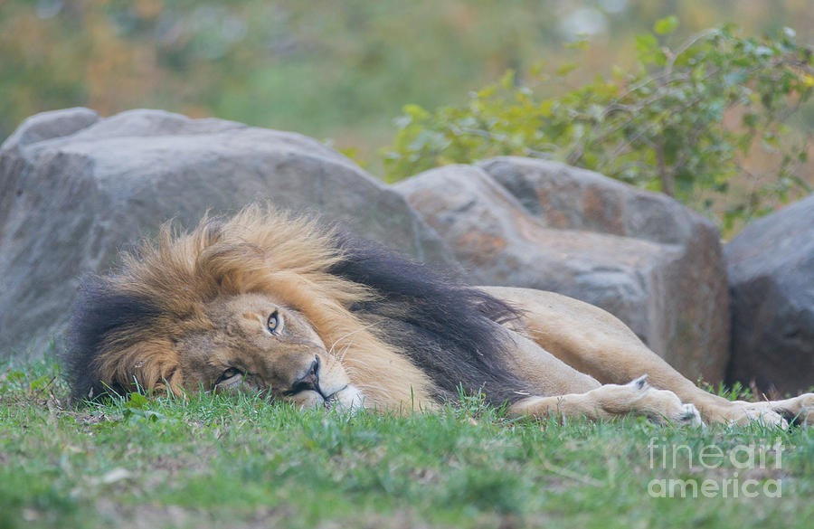 Lion Around Photograph by Chris Scroggins