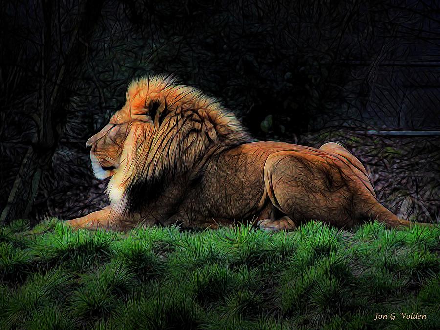 Lion At Rest Painting by Jon Volden
