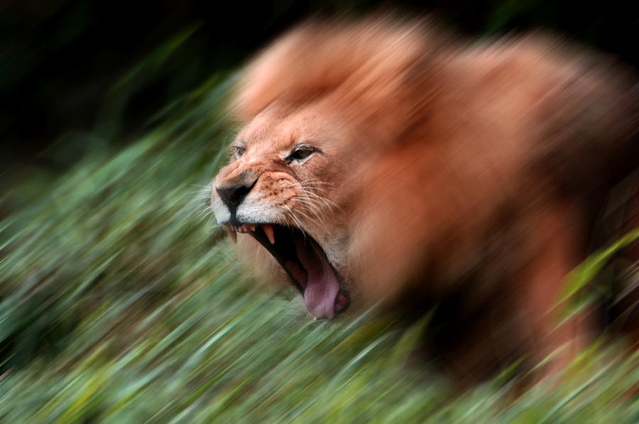 Lion Attack Photograph by Don Johnson - Fine Art America