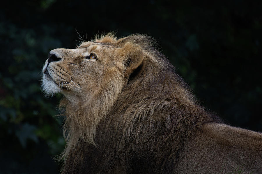 Lion Photograph by Billy Currie Photography
