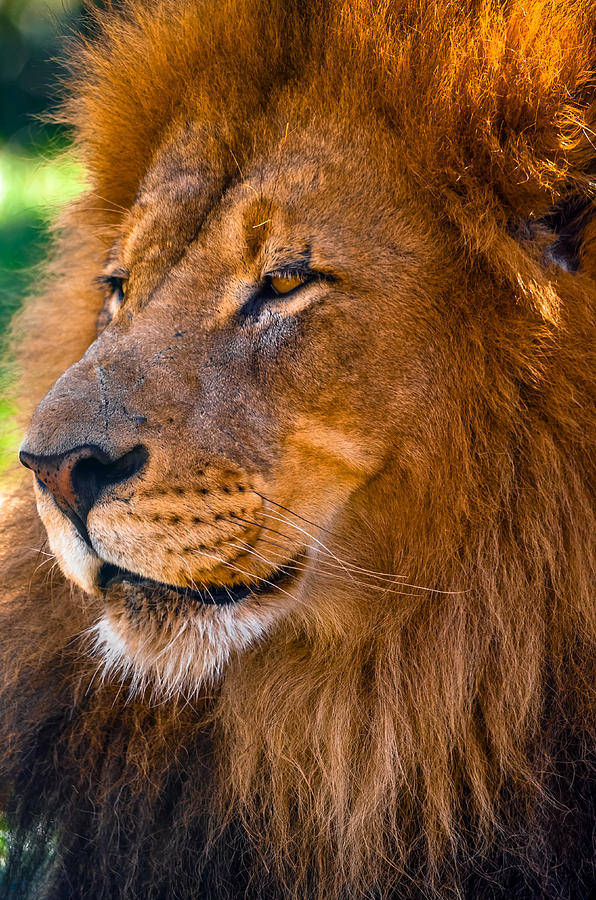 Lion Photograph by Brian Stevens