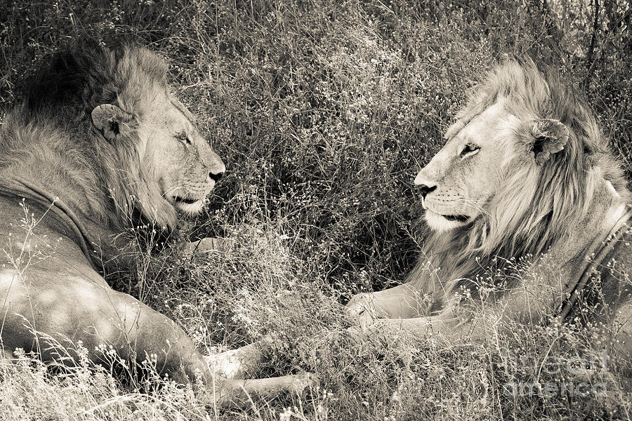 Nature Photograph - Lion Brothers by Chris Scroggins
