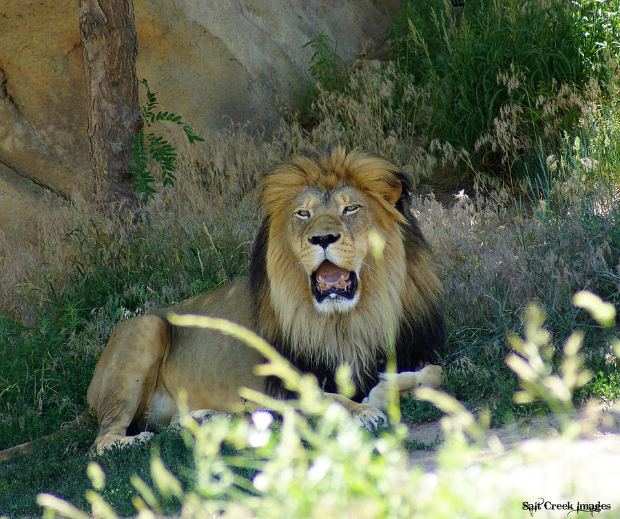 Nature Photograph - Lion Calls  by Cecily Vermote