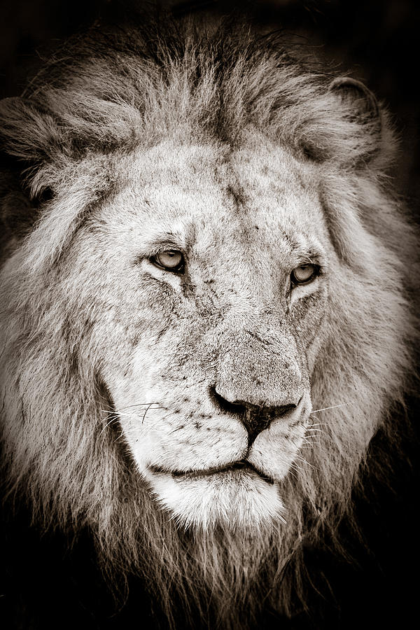 Lion Photograph - Lion Cameo by Mike Gaudaur