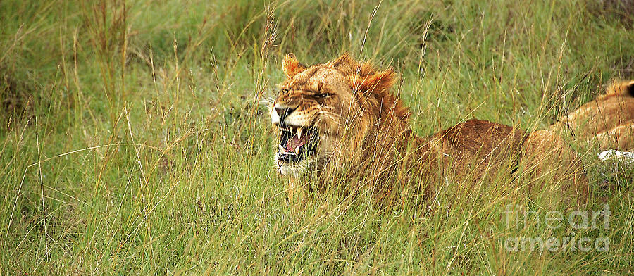 Lion Photograph
