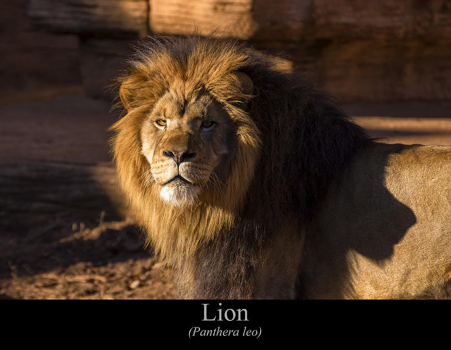 Lion Digital Art - Lion by Flees Photos