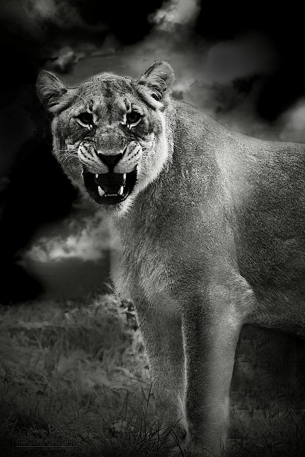 Lion Photograph by Christine Sponchia