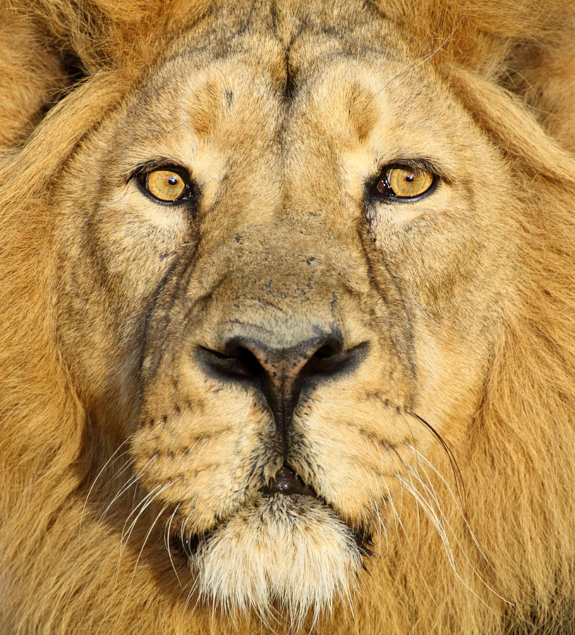 Lion Close Up Photograph by Andyworks